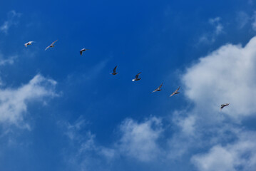 Fototapeta premium birds in flight