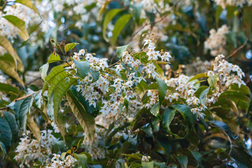 white blossom of a tree