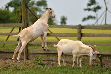 Obraz na płótnie Canvas goat on the farm
