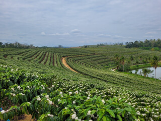 Fototapeta na wymiar coffee plantation in bloom