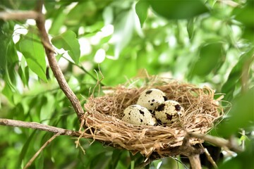 Naklejka na ściany i meble quail eggs in nest