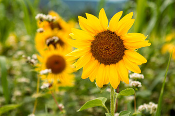 Fototapeta premium sunflower field in summer