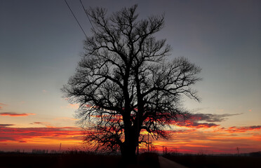 Naklejka premium Lonely Tree on sunset - country road