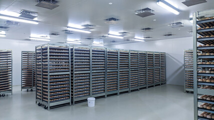 there are lots of eggs placed on the shelf in the coolingroom,eggs trolley on the cooling  room.