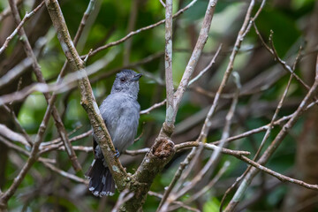 Sooretama Slaty-Antshrike