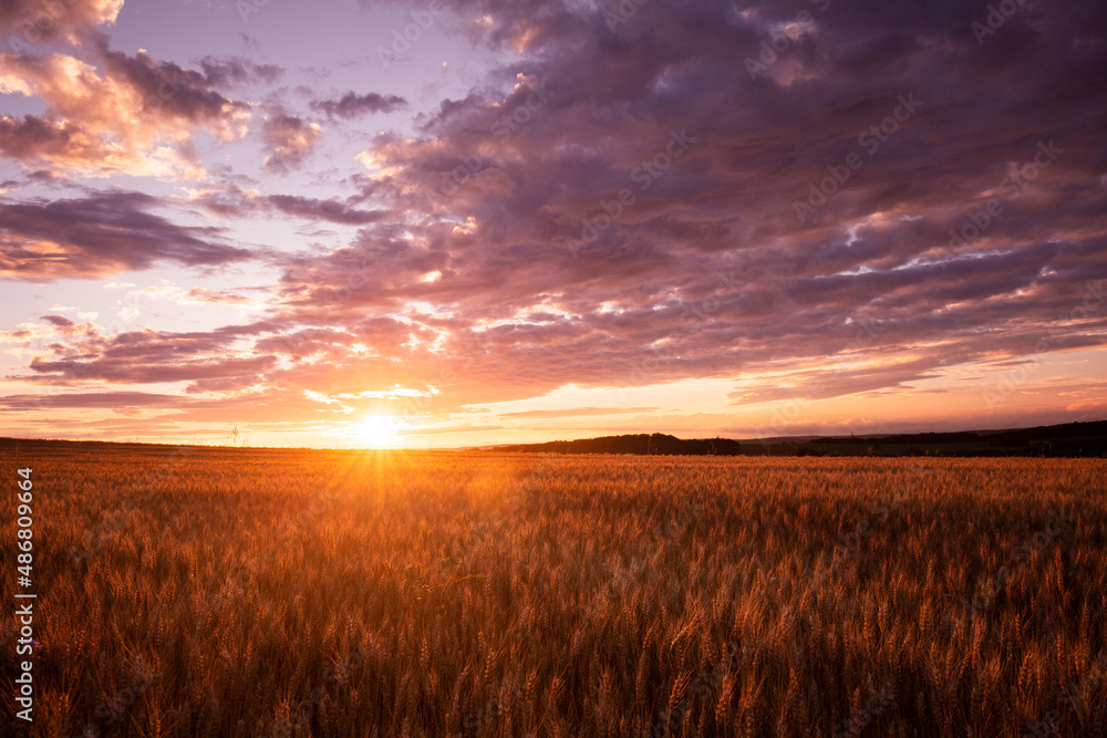 Canvas Prints sunset over the field