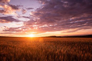 sunset over the field