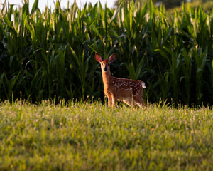 deer in the grass