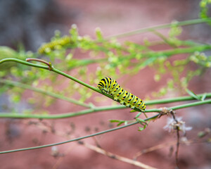 caterpillar on a branch