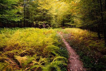 Obraz premium path in the woods