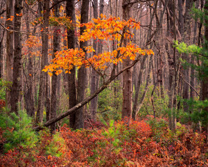 autumn leaves in the forest