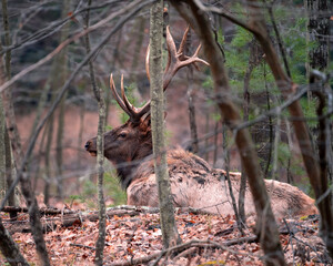 elk in the woods
