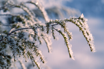 frost on branches