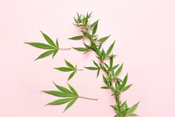 Cannabis bush with green leaves on pink background