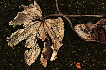 Dry leaves that have fallen from a tree are lying on wet asphalt.
