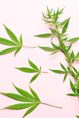 Cannabis bush with green leaves on pink background