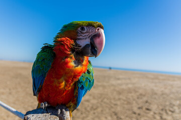 blue and yellow macaw