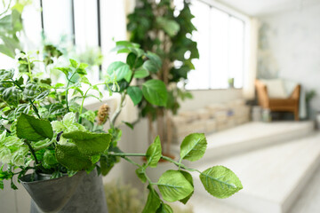 観葉植物のあるお洒落なお部屋