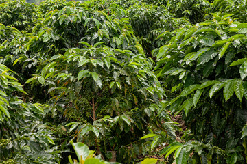 Colombian coffe landscape