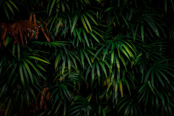 Leaves in the forest Beautiful nature background of vertical garden with tropical green leaf