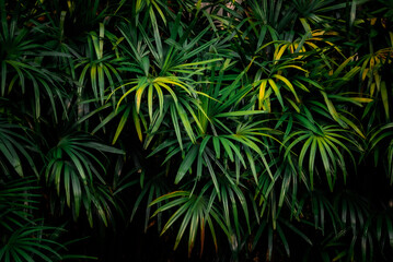 Leaves in the forest Beautiful nature background of vertical garden with tropical green leaf