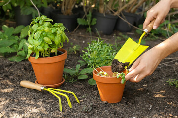 Gardener planting seedlings in greenhouse, closeup