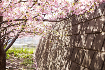 Fototapeta premium 河津桜の風景