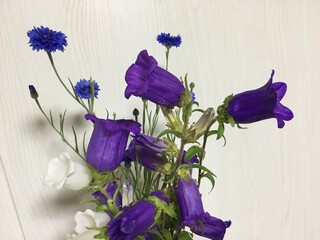 紫色の風鈴のような花びらの花カンタベリーベル（フウリンソウ）