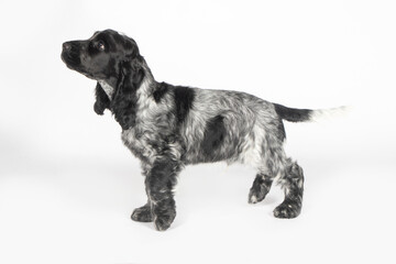 english cocker spaniel