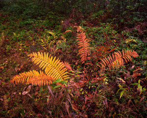 fern in autumn