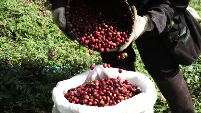 Gardeners are harvesting ripe cherry coffee beans. Red Berry Plant Fresh Coffee Beans Coffee Tree Green Ecological Organic Farm Close Hand Harvest Red Ripe Robusta Arabica Berry Harvest Coffee Cherry
