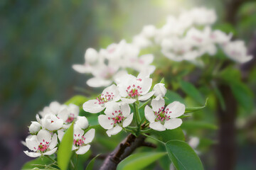 Lush flowering of a pear tree on a spring day in the sun