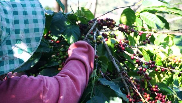 Gardeners are harvesting ripe cherry coffee beans. Red Berry Plant Fresh Coffee Beans Coffee Tree Green Ecological Organic Farm Close Hand Harvest Red Ripe Robusta Arabica Berry Harvest Coffee Cherry