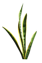 Sansevieria laurentii (Dracaena trifasciata, mother-in-law's tongue, snake plant) on a white background.