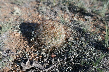 Sharp small needles on cactus growing in dry climate