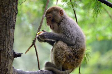 long macaque sitting on tree