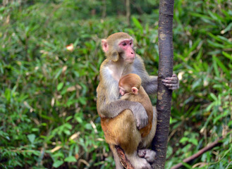 japanese macaque sitting on a tree