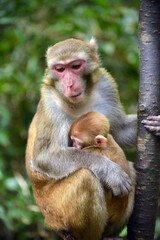 mother and baby，japanese macaque sitting on a tree
