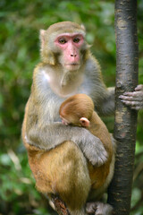 japanese macaque sitting on a tree