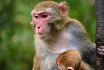 japanese macaque sitting on a tree
