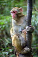 japanese macaque sitting on a tree