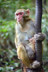 the squirrel in the tree