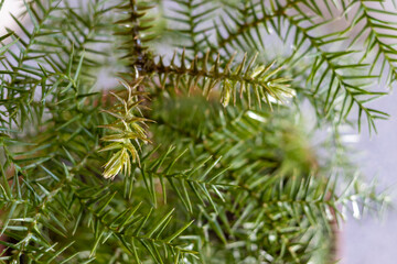 Araucaria Queensland pine tree closeup