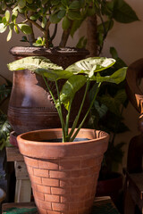 Arrowhead vine plant in a pot