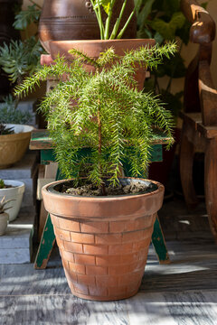 Queensland pine potted in a terracotta pot