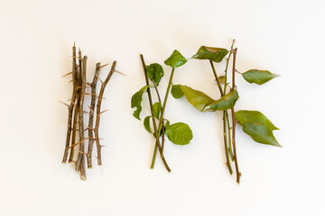 Bougainvillea softwood and hardwood cuttings on isolated background