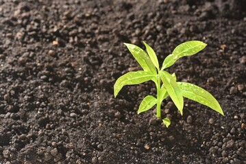 young plant in soil