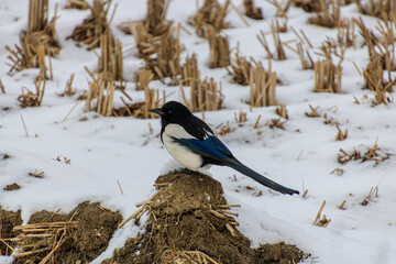 눈 내린 논 위 까치