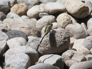 Dragonfly perched on rocks during the day