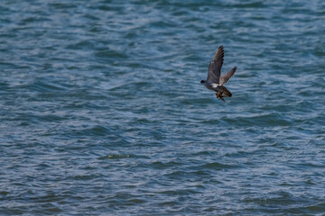 小さな水鳥を狩る隼